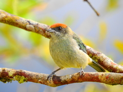 Stilpnia vitriolina