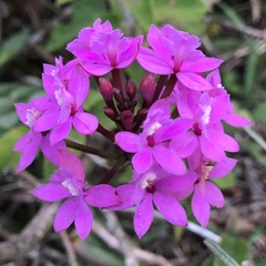 Epidendrum