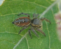 Phidippus cruentus