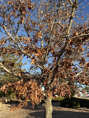 Phoradendron macrophyllum