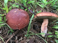Boletus pseudopinophilus