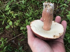 Boletus pseudopinophilus
