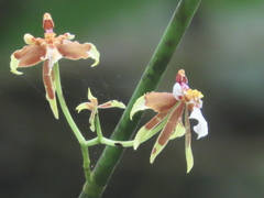 Oncidium