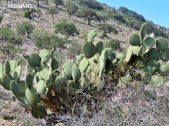 Opuntia leucotricha