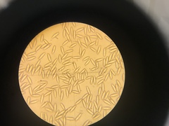 Boletus pseudopinophilus