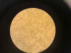 Boletus pseudopinophilus