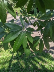 Ceiba speciosa