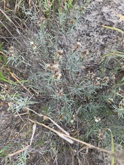 Heterotheca canescens