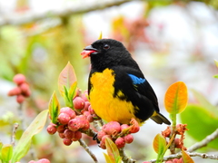 Bangsia melanochlamys