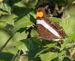 Adelpha fessonia