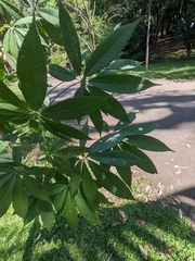 Ceiba speciosa