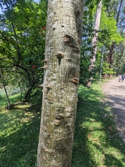 Ceiba speciosa