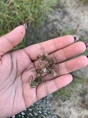 Heterotheca canescens