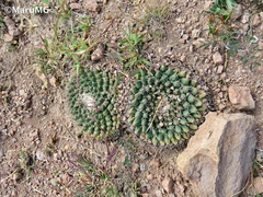 Mammillaria uncinata
