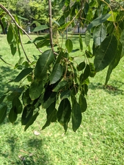 Handroanthus heptaphyllus