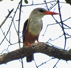 Halcyon leucocephala