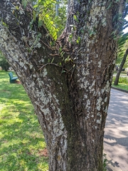 Handroanthus heptaphyllus