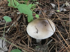Amanita murrilliana