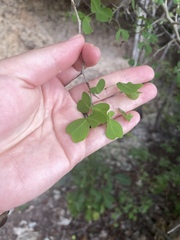 Haematoxylum brasiletto