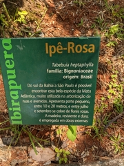 Handroanthus heptaphyllus