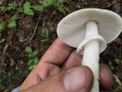 Amanita murrilliana