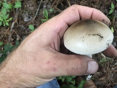 Amanita murrilliana