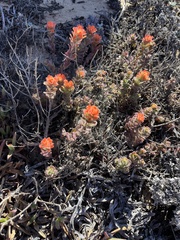 Castilleja latifolia