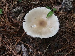 Amanita murrilliana