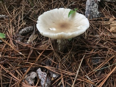 Amanita murrilliana