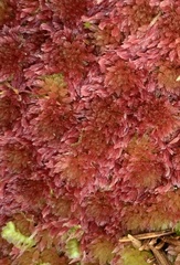 Sphagnum subnitens