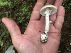 Amanita murrilliana