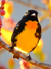 Bangsia melanochlamys