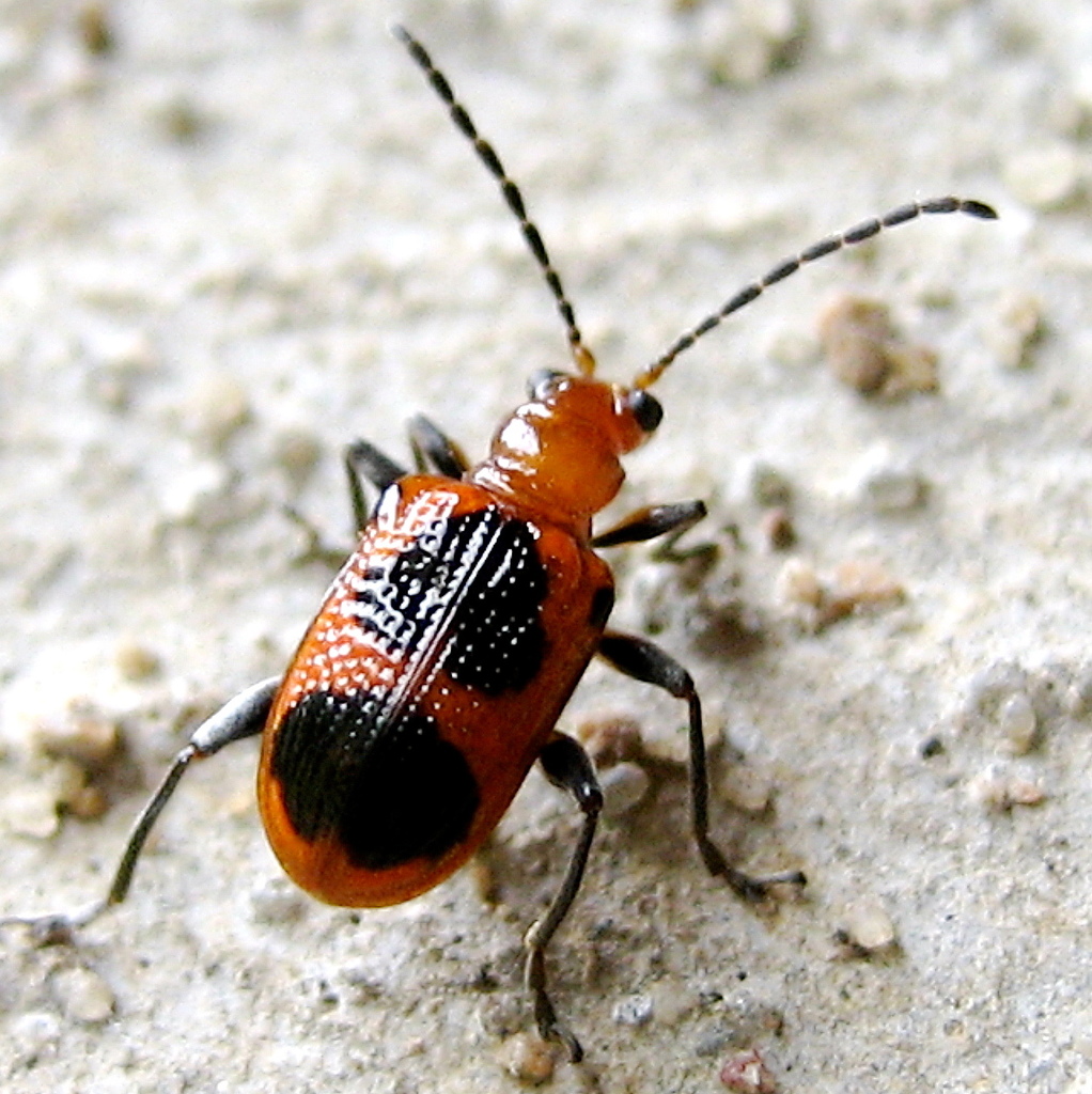 Neolema cordata
