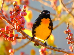 Bangsia melanochlamys