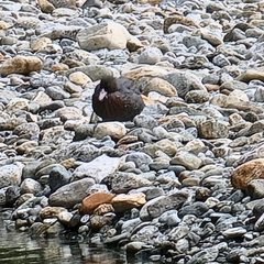 Hymenolaimus malacorhynchos