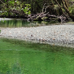 Hymenolaimus malacorhynchos