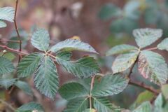 Rubus allegheniensis