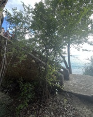 Haematoxylum brasiletto