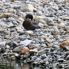 Hymenolaimus malacorhynchos