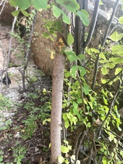 Haematoxylum brasiletto