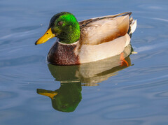 Anas platyrhynchos