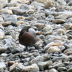 Hymenolaimus malacorhynchos