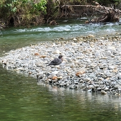 Hymenolaimus malacorhynchos