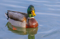 Anas platyrhynchos
