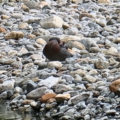 Hymenolaimus malacorhynchos