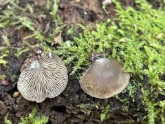 Entolomataceae