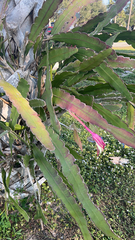 Selenicereus undatus