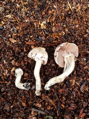 Agaricus californicus