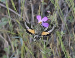 Proserpinus clarkiae