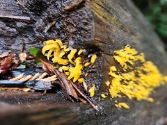 Calocera cornea